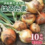  сырой еда .OK!. . Tama ..... новый лук репчатый Shizuoka префектура производство примерно 10kg L размер примерно 40 шар. . Tama шар лук порей tama лук-батун лук весна шар новый шар Shizuoka префектура Hamamatsu 