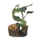 三晃商会　サンコー　 緑のお皿(昆虫ゼリー皿)