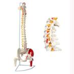 医療機器 timiland 脊椎 模型 可動式 