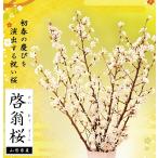 .. Sakura ... . первый Sakura примерно 80cm×7шт.@(.) несессер ввод прямая поставка от производителя Yamagata префектура производство ....... Новый год украшение новый год праздник цветок 