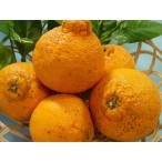 デコポン 不知火 （ 家