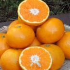 はれひめ 訳あり （10kg） サイズフリー 愛媛 宇和島 吉田産 送料込み 北海道/沖縄/東北は別途送料 宇和海の幸問屋