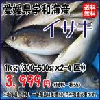 Yahoo! Yahoo!ショッピング(ヤフー ショッピング)イサキ （2-4匹で900〜1000g原体分） 刺身 煮魚 焼魚 干物 下処理済み 送料無料 宇和海の幸問屋