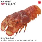  semi креветка (1-3 хвост .400-500g) натуральный время ограничено 10/1~4/30. . период . вода .. есть последовательность иллюзия. море .. из прямая поставка бесплатная доставка . мир море. . оптовый склад 