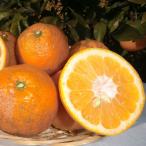 いよかん 伊予柑 （訳あり 10kg） サイズフリー 愛媛 宇和島 吉田産 送料無料 宇和海の幸問屋