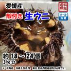 生ウニ 殻付き 約18〜24個 3kg 愛媛 天然 紫ウニ 赤ウニ 期間限定 8月上旬~10月末 素潜り海士 送料無料 北海道/沖縄/東北は別途送料