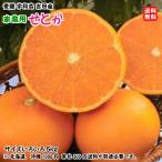 ショッピングせとか せとか （家庭用 5kg） 11~27個 サイズフリー 愛媛 宇和島 吉田産 農地から直送 送料込み 宇和海の幸問屋