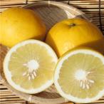 ショッピング文旦 土佐文旦 （訳あり 4kg）サイズフリー 愛媛 宇和島 吉田産 農地から直送 送料込み 宇和海の幸問屋