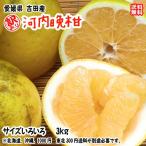 河内晩柑 （訳あり 3kg�
