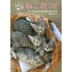 保護ねこ活動　ねこかつ！ ずっとのおうちが救えるいのち/岩崎書店/高橋うらら（単行本） 中古