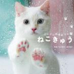  кошачья лапа .... лапа .../ Tokyo книжный магазин / Ogawa . плата ( монография ( soft покрытие )) б/у 