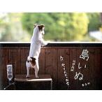 島いぬ え！？私って犬だったの？/雷鳥社/阿部高嗣（単行本） 中古