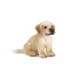 Schleich (シュライヒ) Golden Retriever Puppy 16342 by Schleich (シュライヒ) TOY ドール 人形 フィギ