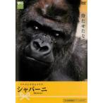 ike men ... Gorilla. автомобиль балка ni прокат б/у DVD