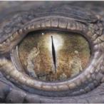  ультра . гитара la! обычный запись прокат б/у CD