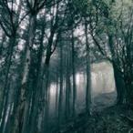 In The Dark Woods(DVD付) ／ Akira Kosemura (CD)
