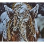 herein ／ ANDS (CD)