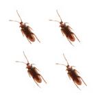 imite-shon таракан 4 шт баловство do сверло товары _