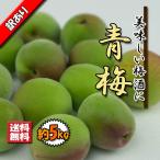 青梅 訳あり 父の日 うめ 梅 梅酒用 生梅 愛媛県産 約5ｋｇ キズ多め 送料無料