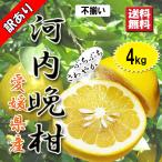 河内晩柑 訳あり 愛媛�