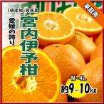 伊予柑 家庭用 いよかん 箱買い 宮内伊予柑 興居島産 宮内いよかん M〜4Ｌ 約9〜10ｋｇ 送料無料