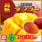 マンゴー 愛媛県産 完熟 完熟マンゴー L-2L 1玉 送料無料