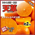 あまくさ 訳あり 箱買い 天草 紅まどんな 親品種 Ｓ〜3Ｓ 小玉厳選 約 2ｋｇ 送料無料