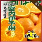 宮内伊予柑 贈答 伊予柑 興居島伊予柑 宮内いよかん いよかん M-4L 約9-10ｋｇ