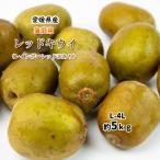 キウイ 国産 レッドキウイ 愛媛県産