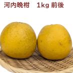 河内晩柑 熊本県産 1kg�