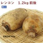  лотос 1.2kg передний и задний (до и после) Ibaraki производство низкий пестициды культивирование включая доставку 