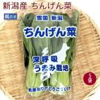 chi....2 АО входить ×5 пакет низкий пестициды культивирование лист предмет овощи включая доставку 