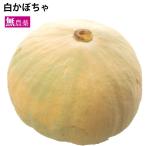  белый тыква Niigata префектура производство нет пестициды культивирование 3kg передний и задний (до и после) включая доставку 