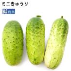 ミニきゅうり 1.2kg 低農薬 送料無料