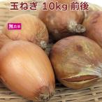 玉ねぎ　10kg前後 無農薬栽培 常備野