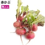 赤かぶ(1〜2個) 5袋 栃木県産無農薬栽培。 送料無料