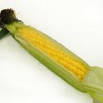  каждый год популярный кукуруза Saitama префектура производство нет пестициды культивирование [ 1 шт. ] доставка отдельно отметка .. еда 