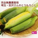  каждый год популярный кукуруза Saitama префектура производство нет пестициды культивирование [20шт.@] включая доставку чрезвычайно .. кукуруза нет пестициды поэтому .. период . короткий .