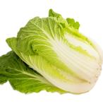 白菜 1玉　低農薬栽培　送料別 ポイント消化 食品