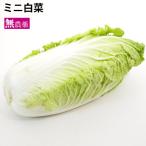 ミニ白菜　1個 無農薬栽培  送料別 