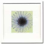 壁掛け インテリア 絵画 インテリアアートポスター額付 StevenN.Mayers Dahilla-small ISM-14135 X-Ray 爆買