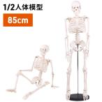 人体模型 骨 人体骨格模型 骨格標本 85cm 1/2 モデル ホワイト 台座 可動域 直立 スタンド 教材 フィギュア 接骨院