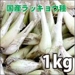 野菜・種/苗　国産ラッキョウ ラッキョ　らっきょ　らっきょう・生もの種　量り売り1kg【7月中旬頃より順次発送予定】