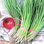  овощи. рассада красный tama лук-батун красный шар лук рассада шар лук порей примерно 50шт.