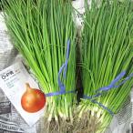 野菜の苗　中生　O・P黄 タマネギ 玉葱苗　玉ねぎ　　約100本　