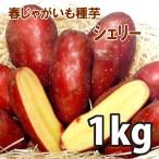 野菜・種/苗［春植えジャガイモ種芋］シェリー じゃがいも種芋・生もの種 量り売り1kg【12月下旬頃より順次頃発送】