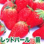  фрукты. рассада красный жемчуг * клубника рассада 4 pot ввод комплект 