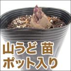  овощи. рассада гора .. рассада pot ввод 10.5cm pot (4 месяц сверху ... последовательный отправка )