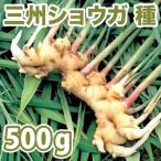 野菜・種/苗　千葉県産　三州生姜/白芽しょうが・生もの種　種生姜 量り売り500g 【4月上旬頃発送】