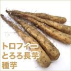 野菜・種/苗　トロフィー/1066 (トロロ) 長芋・山芋・ヤマイモ・だるま芋　種芋・生もの種　5本入